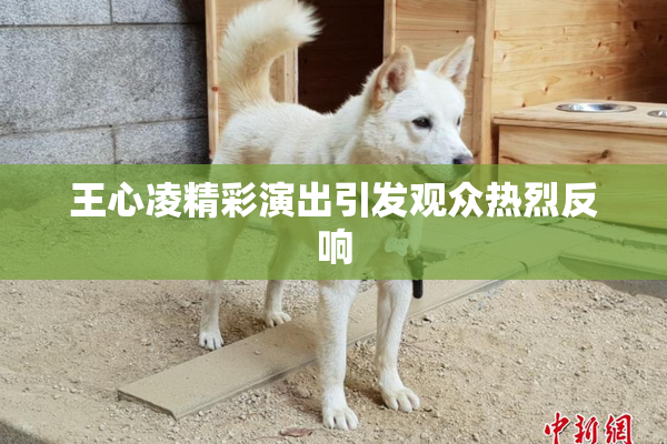 王心凌精彩演出引发观众热烈反响