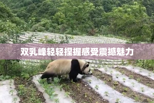 双乳峰轻轻捏握感受震撼魅力
