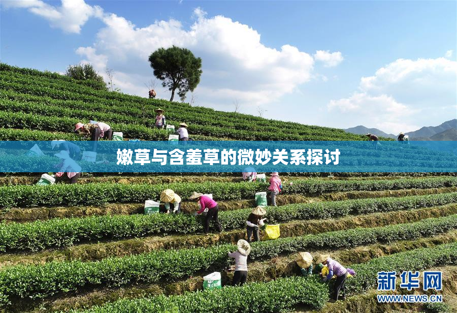 嫩草与含羞草的微妙关系探讨
