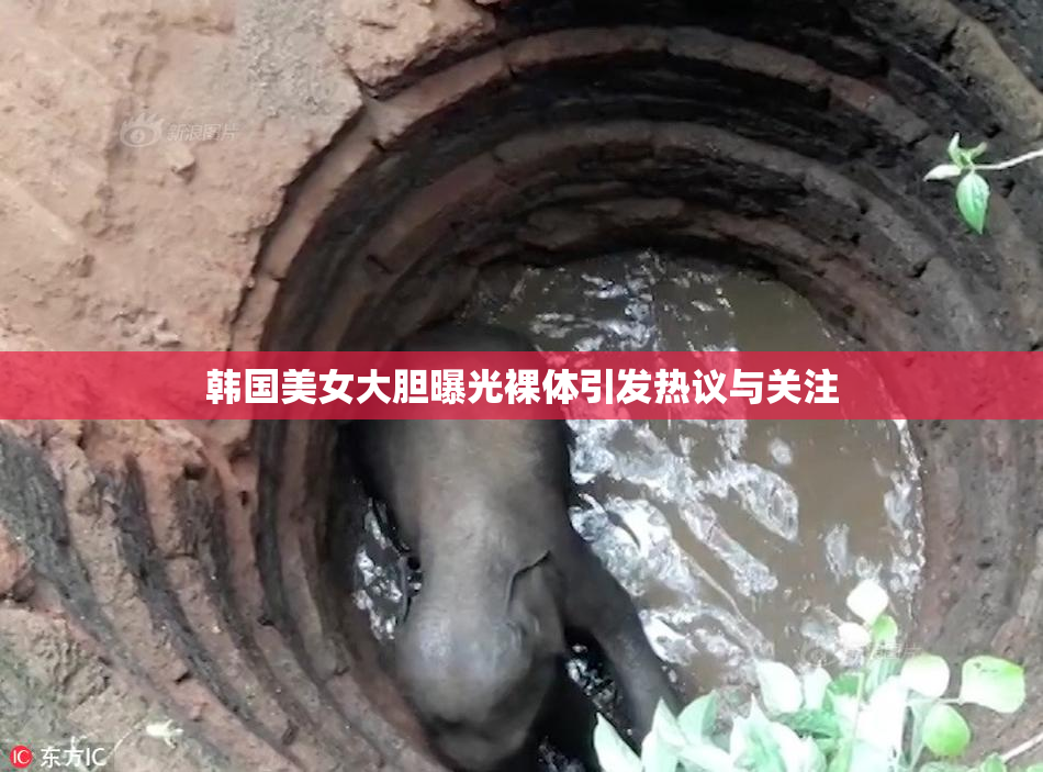韩国美女大胆曝光裸体引发热议与关注
