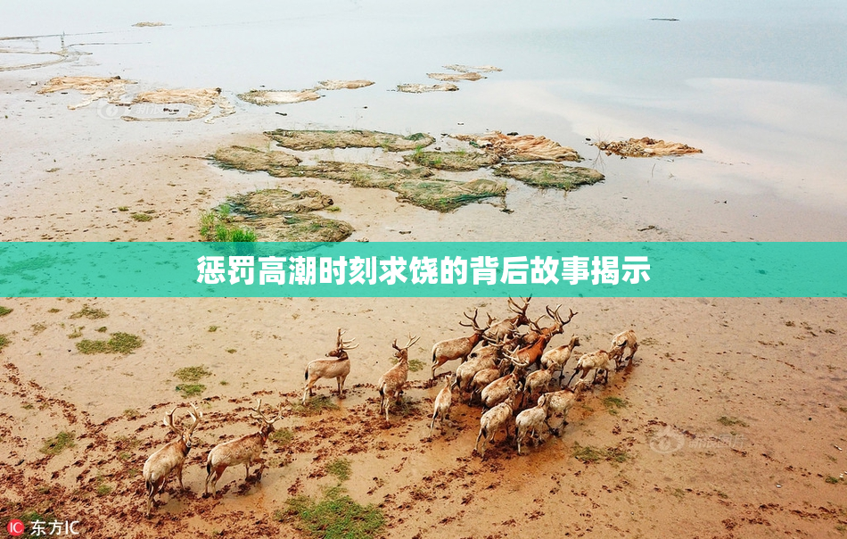 惩罚高潮时刻求饶的背后故事揭示