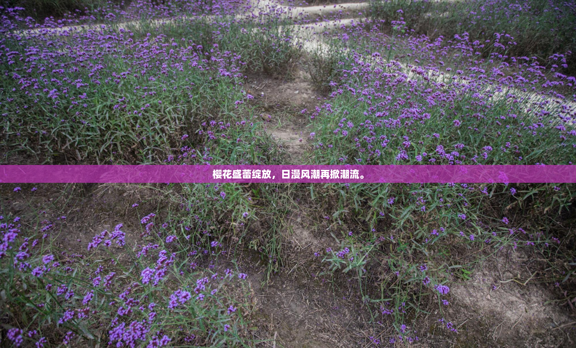 樱花盛蕾绽放，日漫风潮再掀潮流。
