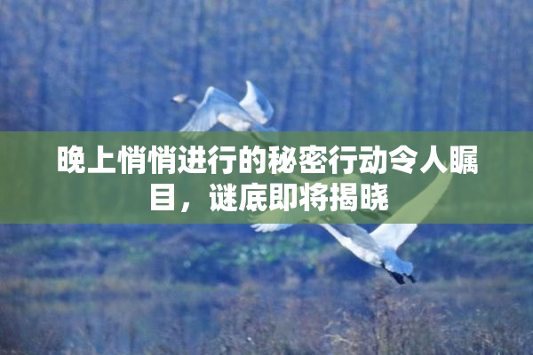 晚上悄悄进行的秘密行动令人瞩目，谜底即将揭晓