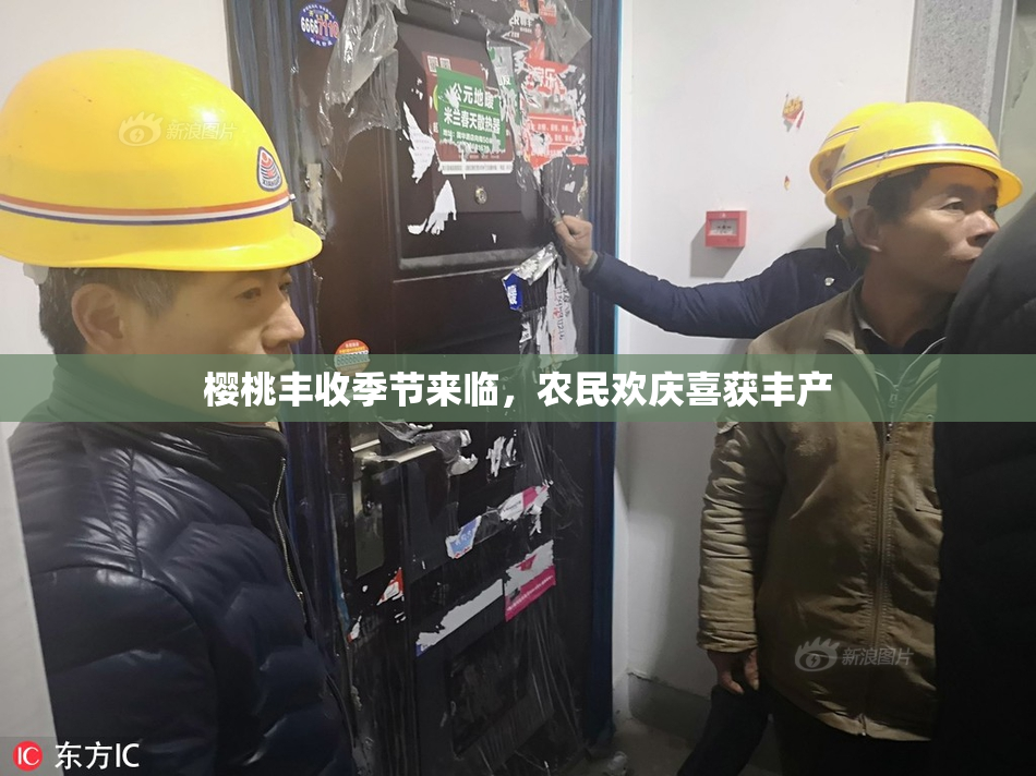 樱桃丰收季节来临，农民欢庆喜获丰产