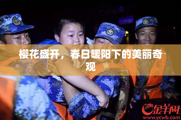 樱花盛开，春日暖阳下的美丽奇观
