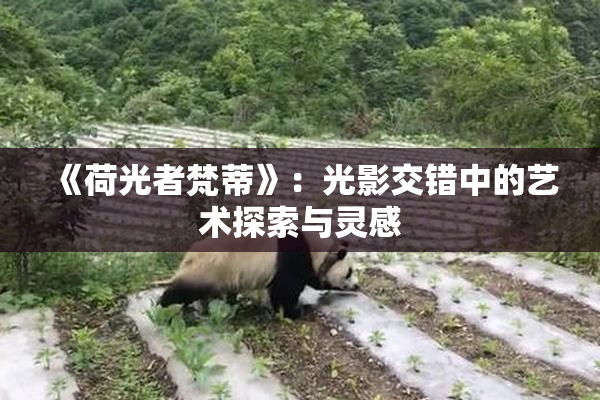 《荷光者梵蒂》：光影交错中的艺术探索与灵感