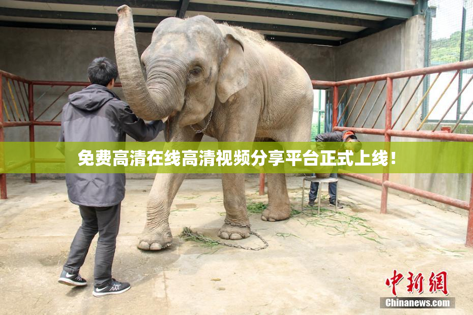 免费高清在线高清视频分享平台正式上线！