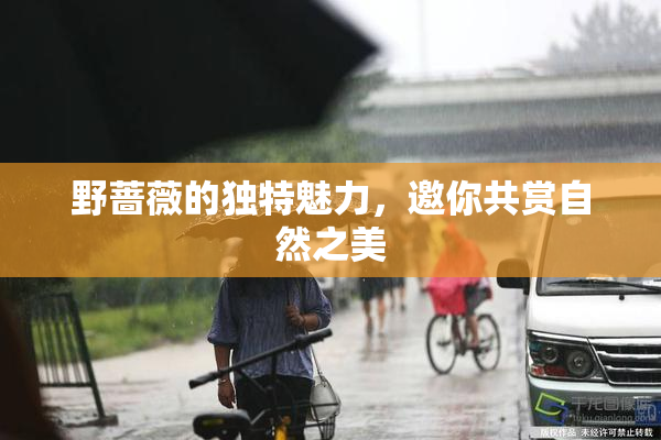 野蔷薇的独特魅力，邀你共赏自然之美