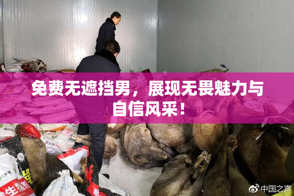 免费无遮挡男，展现无畏魅力与自信风采！