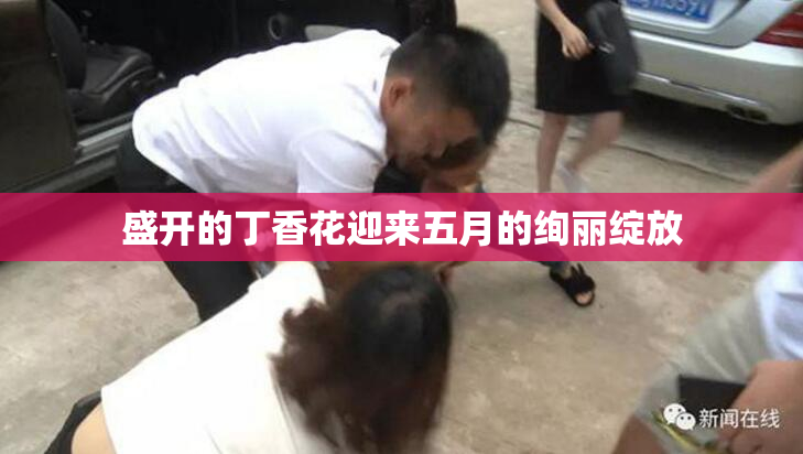 盛开的丁香花迎来五月的绚丽绽放