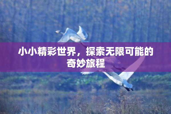 小小精彩世界，探索无限可能的奇妙旅程