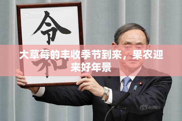 大草莓的丰收季节到来，果农迎来好年景
