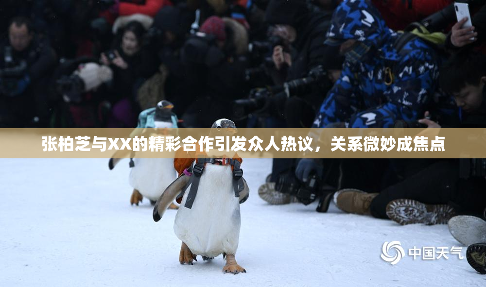 张柏芝与XX的精彩合作引发众人热议，关系微妙成焦点