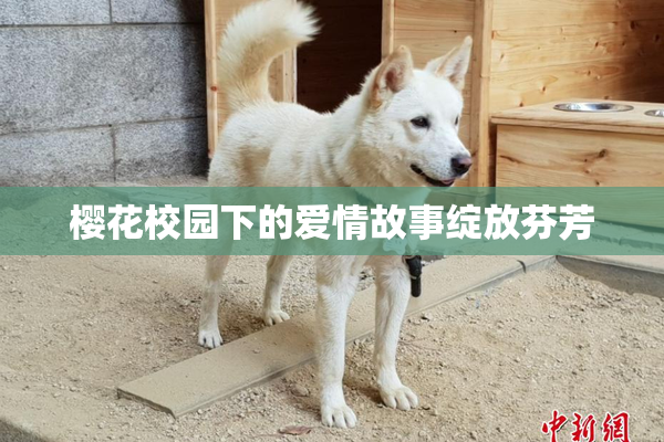 樱花校园下的爱情故事绽放芬芳