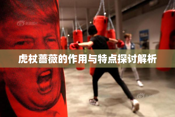 虎杖蔷薇的作用与特点探讨解析