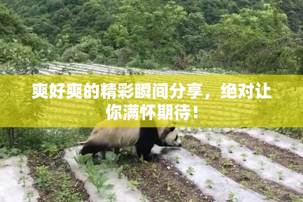 爽好爽的精彩瞬间分享，绝对让你满怀期待！