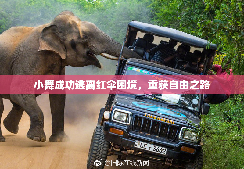 小舞成功逃离红伞困境，重获自由之路