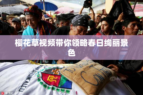 樱花草视频带你领略春日绚丽景色