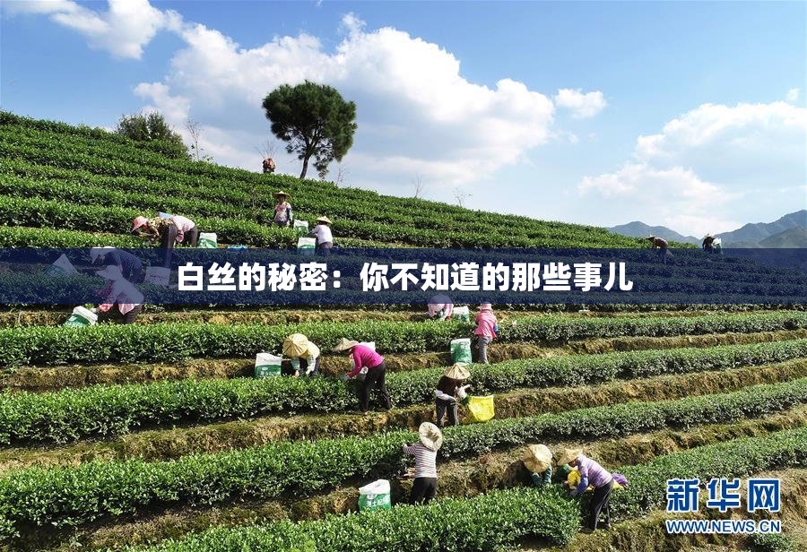 白丝的秘密：你不知道的那些事儿