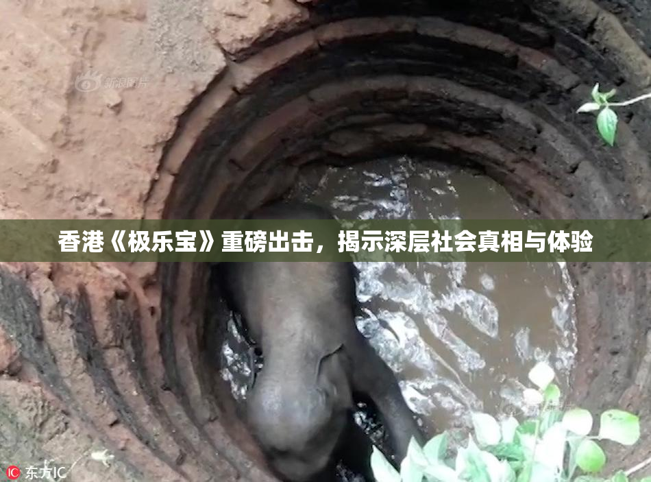 香港《极乐宝》重磅出击，揭示深层社会真相与体验