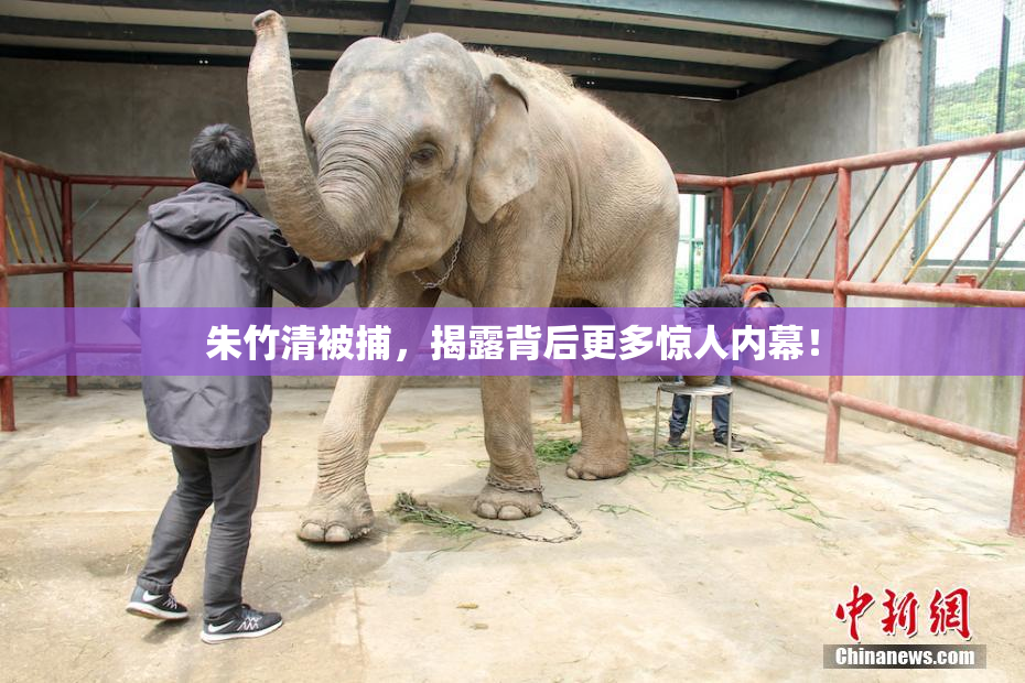朱竹清被捕，揭露背后更多惊人内幕！