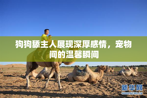 狗狗舔主人展现深厚感情，宠物间的温馨瞬间