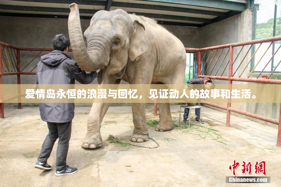 爱情岛永恒的浪漫与回忆，见证动人的故事和生活。