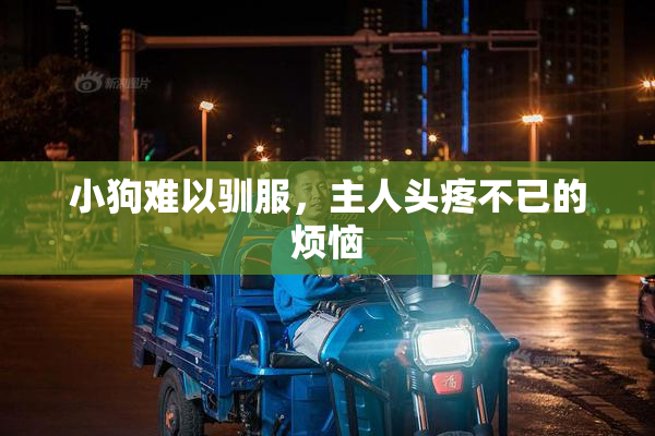 小狗难以驯服，主人头疼不已的烦恼
