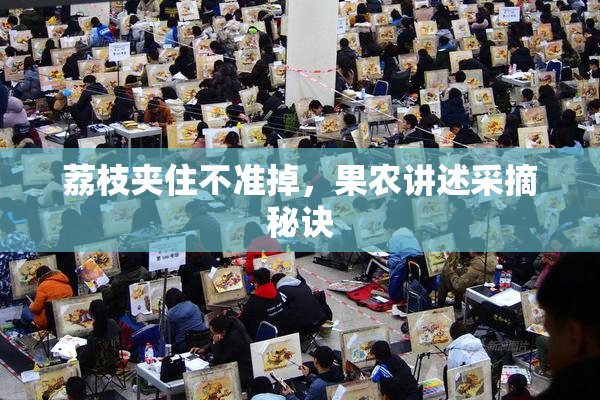 荔枝夹住不准掉，果农讲述采摘秘诀