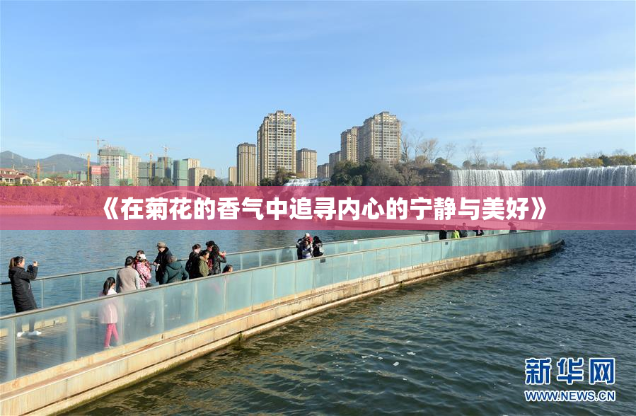 《在菊花的香气中追寻内心的宁静与美好》