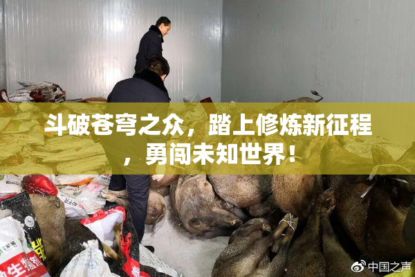 斗破苍穹之众，踏上修炼新征程，勇闯未知世界！