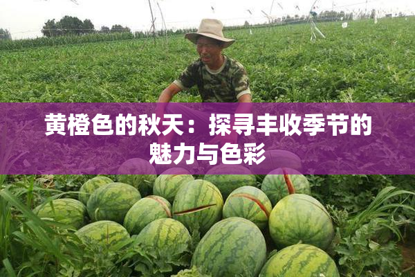 黄橙色的秋天：探寻丰收季节的魅力与色彩
