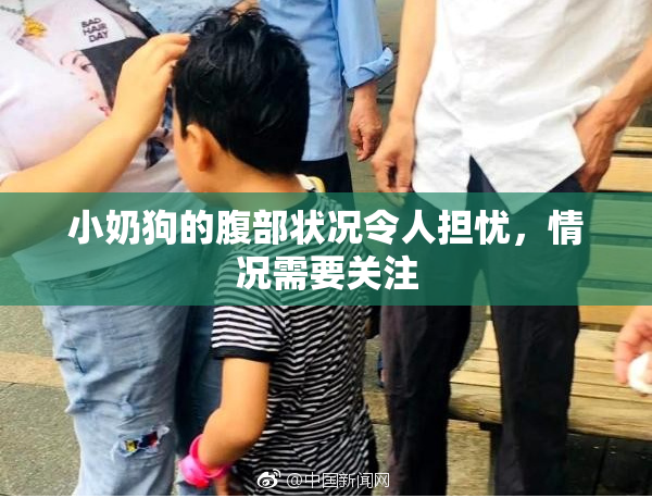 小奶狗的腹部状况令人担忧，情况需要关注