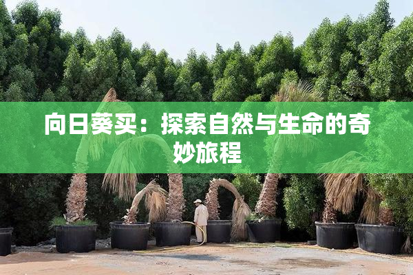 向日葵买：探索自然与生命的奇妙旅程