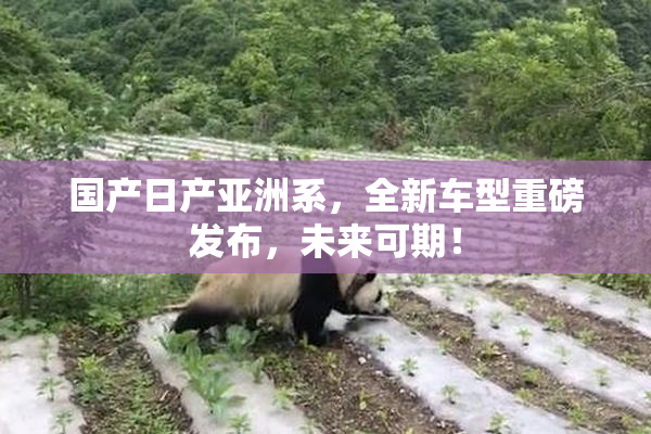 国产日产亚洲系，全新车型重磅发布，未来可期！