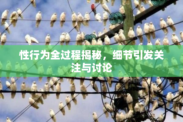 性行为全过程揭秘，细节引发关注与讨论