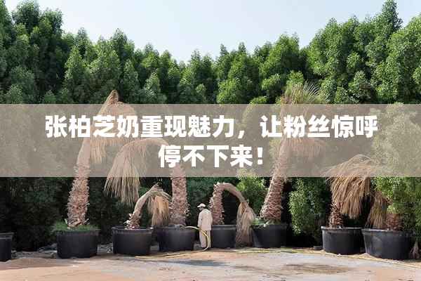 张柏芝奶重现魅力，让粉丝惊呼停不下来！