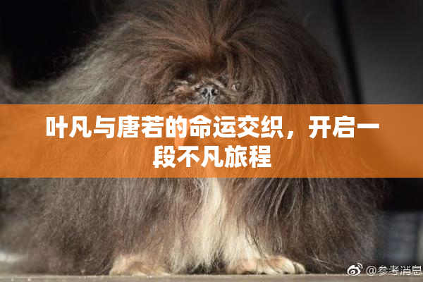 叶凡与唐若的命运交织，开启一段不凡旅程