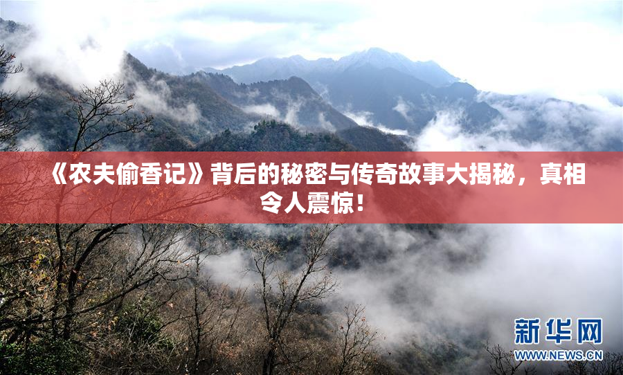 《农夫偷香记》背后的秘密与传奇故事大揭秘，真相令人震惊！