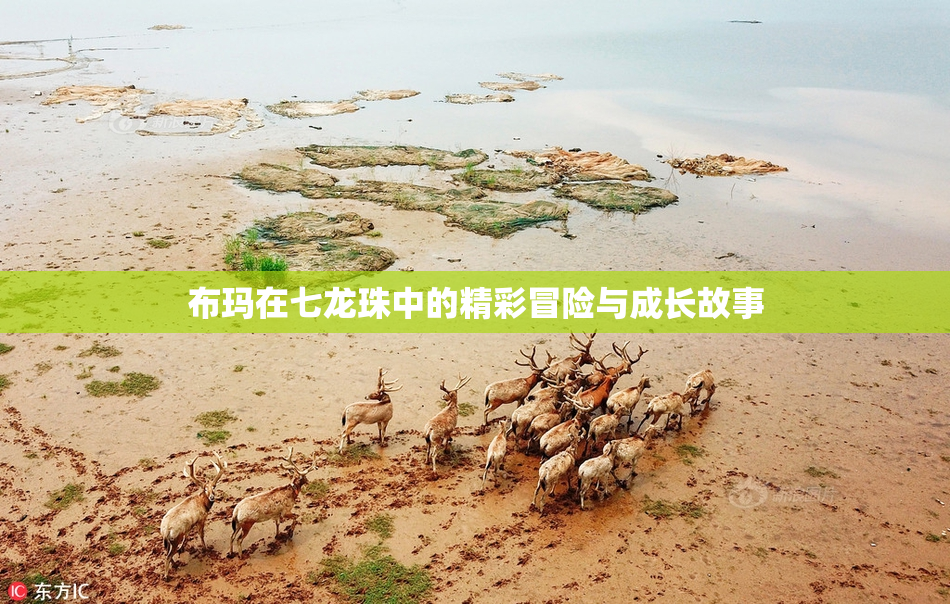 布玛在七龙珠中的精彩冒险与成长故事