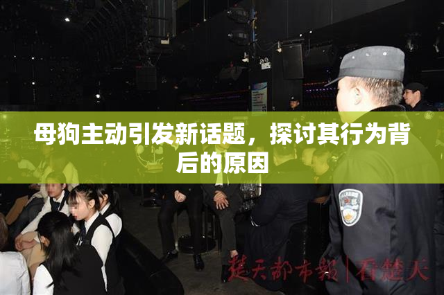 母狗主动引发新话题，探讨其行为背后的原因