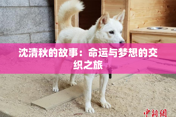 沈清秋的故事：命运与梦想的交织之旅