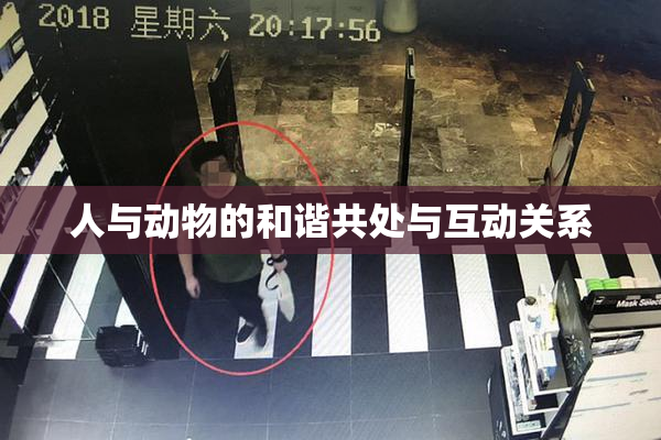 人与动物的和谐共处与互动关系