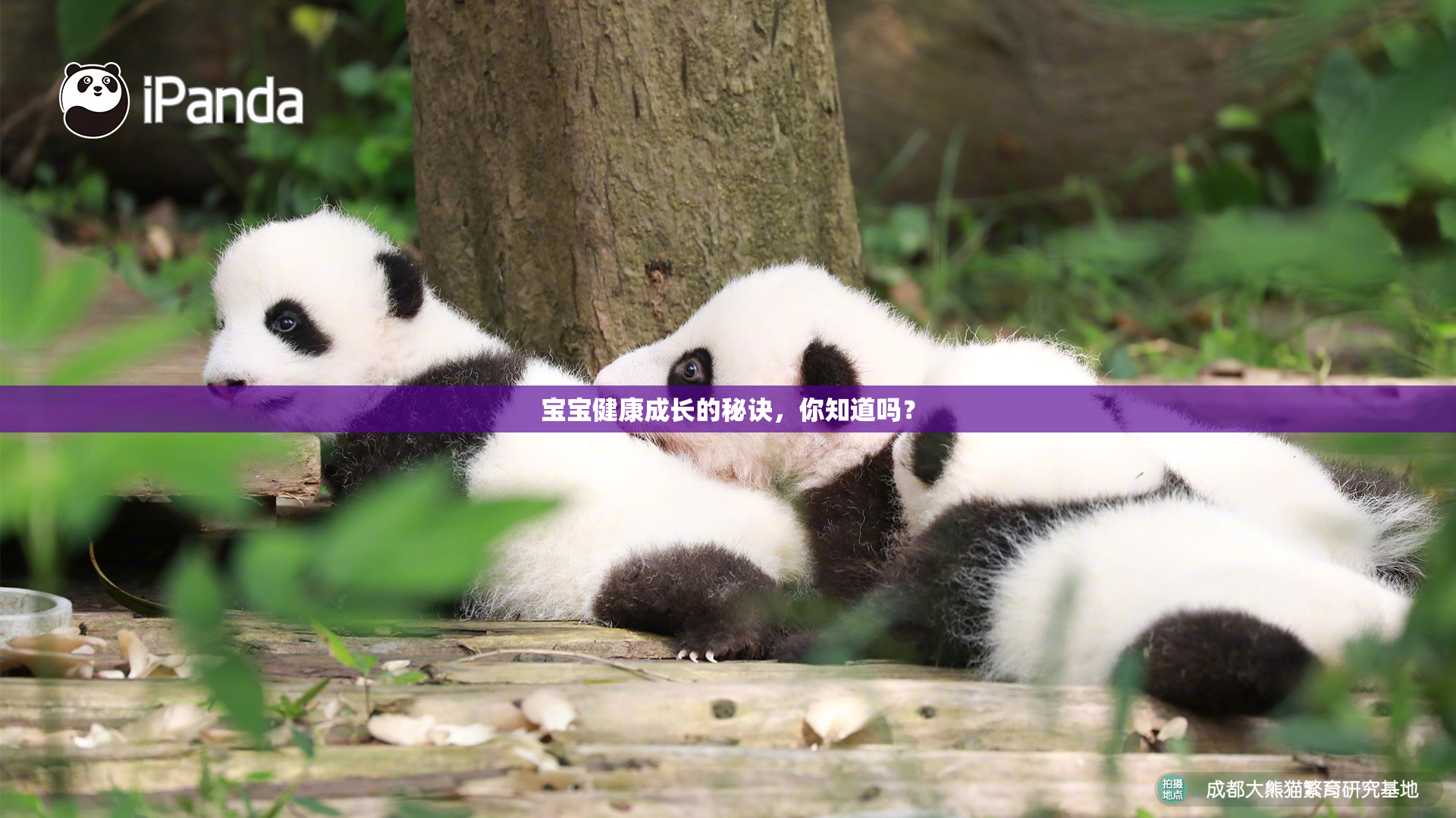 宝宝健康成长的秘诀，你知道吗？