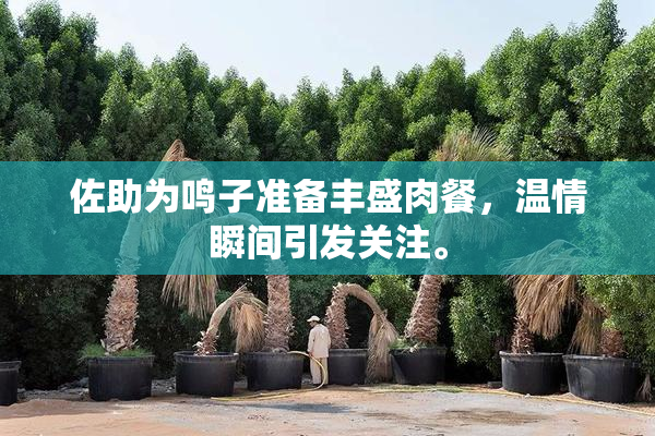 佐助为鸣子准备丰盛肉餐，温情瞬间引发关注。