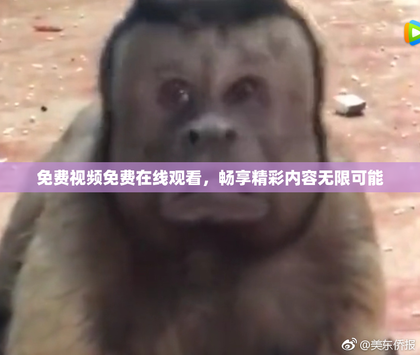 免费视频免费在线观看，畅享精彩内容无限可能