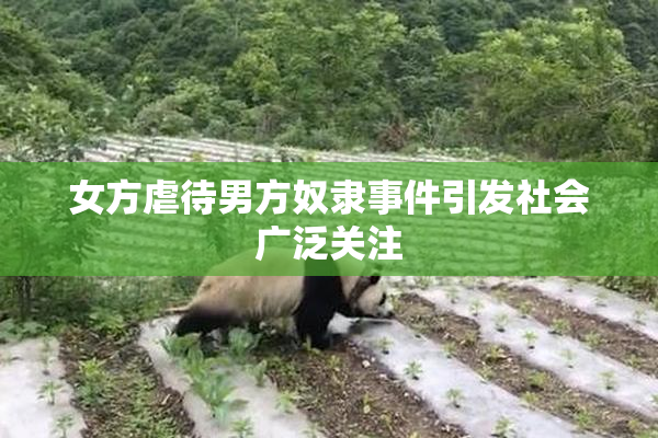 女方虐待男方奴隶事件引发社会广泛关注