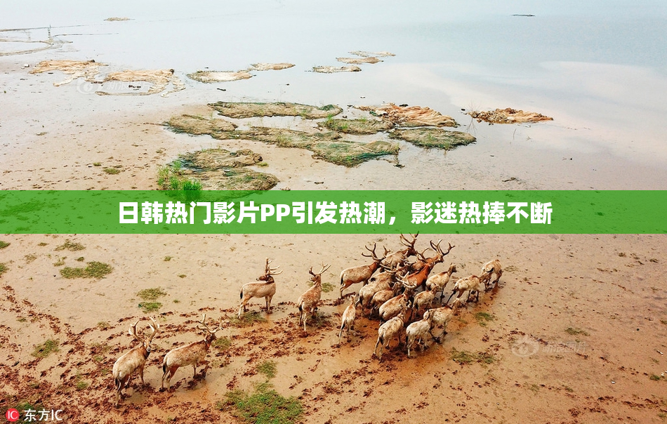 日韩热门影片PP引发热潮，影迷热捧不断
