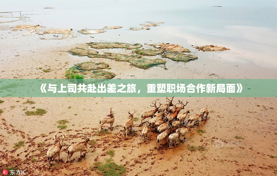 《与上司共赴出差之旅，重塑职场合作新局面》