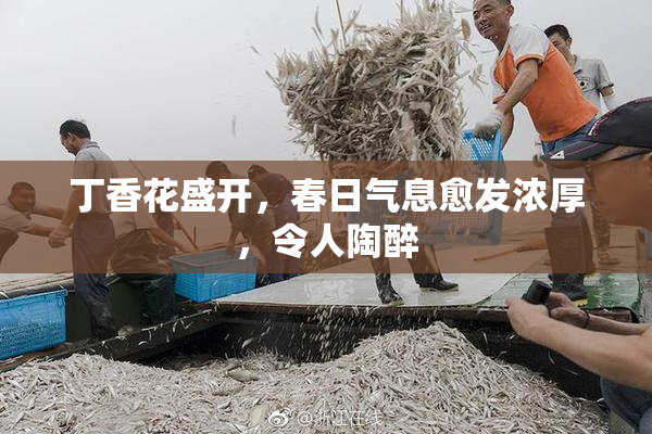 丁香花盛开，春日气息愈发浓厚，令人陶醉